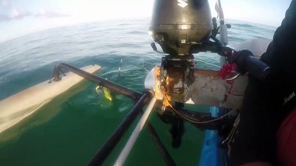 Des pêcheurs trouvent un iguane en pleine mer, très loin des côtes