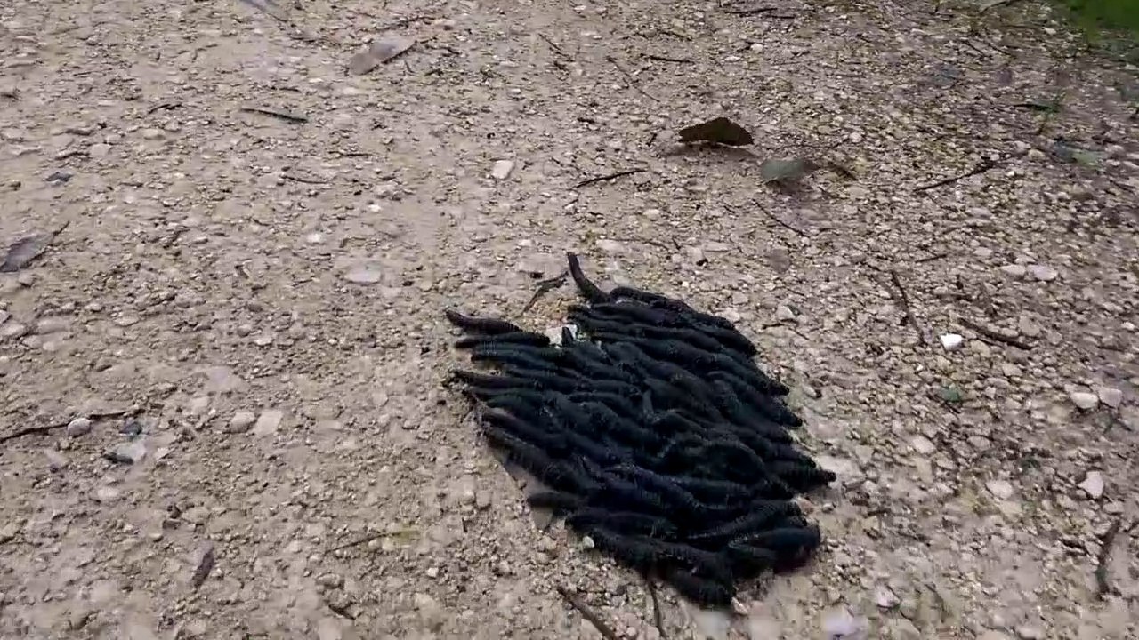 Ces limaces se déplacent en meute, agglutinées les unes aux autres