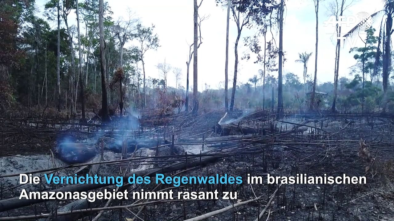 Zerstörung des Amazonas nimmt rasant zu