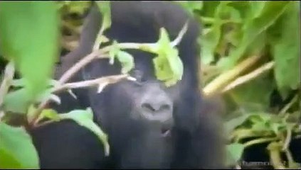 Funny British Animal Voiceovers ( We found Alan )