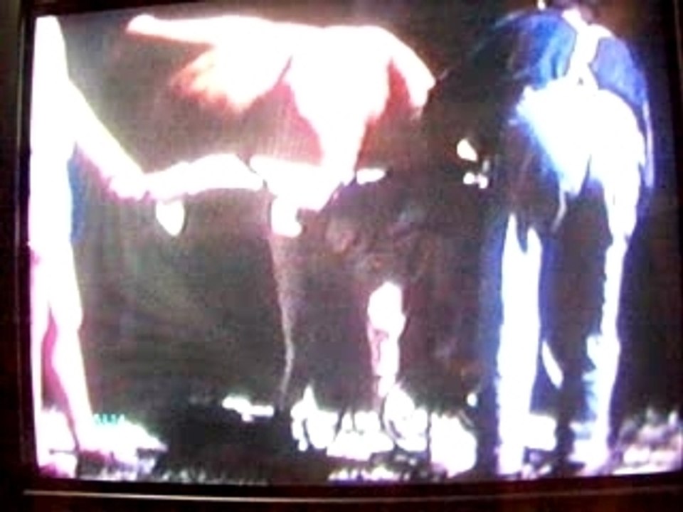 Père joignant boeufs