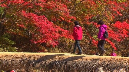 빨라지는 단풍 속도...산마다 色다르다! / YTN
