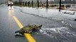 Pillan a los salmones cruzando la carretera a nado