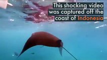 El dramático instante cuando una mantarraya se traga un desecho plástico en Bali