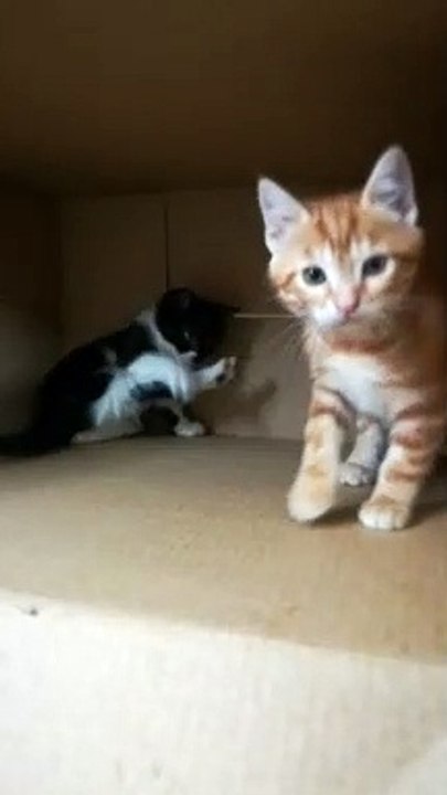 Kitty rest after big fight with brother