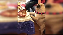 Dog Reaction to Eating Food - Funny Dog Food Reaction Compilation