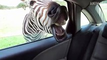 TRY NOT TO LAUGH - Funny Videos 2019 - Weird Animals Sounds  Compilation