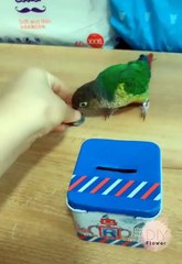 Hewan-hewan yg terlatih dan cerdas