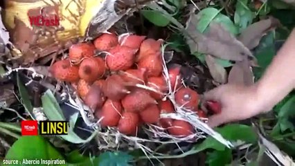 Makanan Asli Indonesia Ini Diburu Mahal Orang Luar Negeri Loh!!