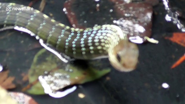 Cat filmed protecting locals by seeing off aggressive snake