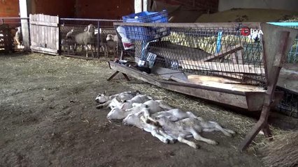 Köyde esrarengiz olay, 150 kuzu ölü bulundu