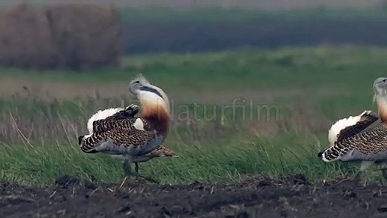 Displaying of Great Bustard in Austria
