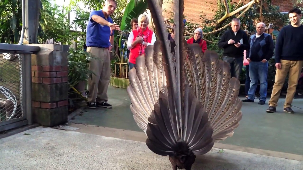Gus the Great Argus Pheasant - mating display