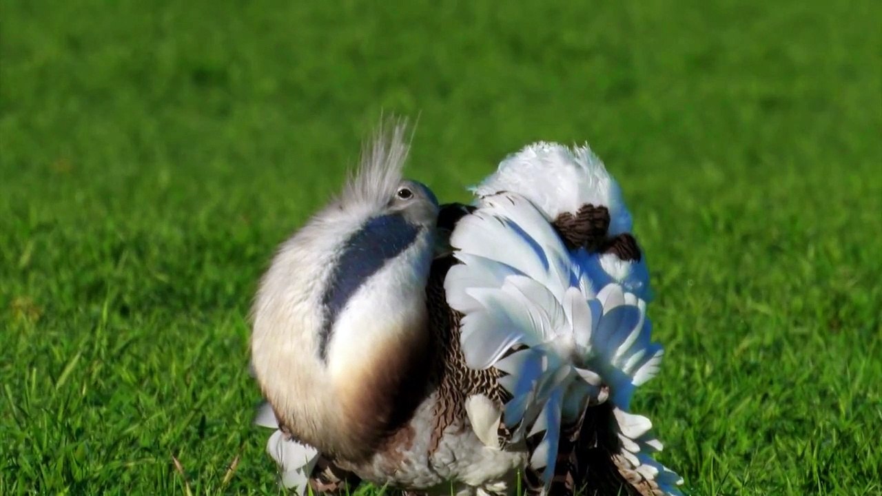 beautiful dancing birds