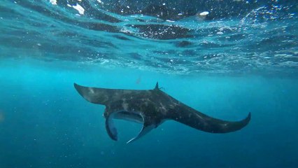 Raies manta de Nusa penida à Bali
