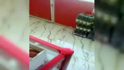 Şanlıurfa akçakale'ye düşen roket sokak hayvanlarını böyle ürküttü