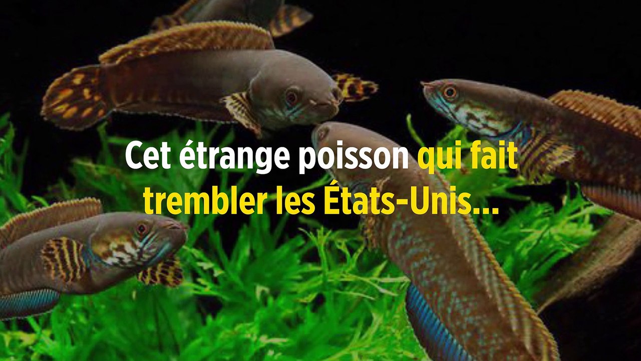 Cet étrange poisson qui fait trembler les États-Unis...