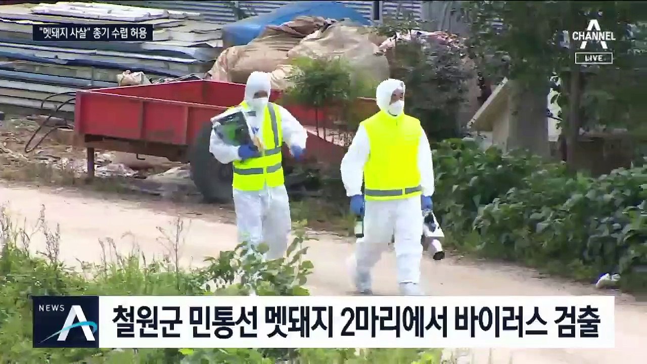 야생 멧돼지와의 ‘전쟁 선포’…총기 사냥까지 허용