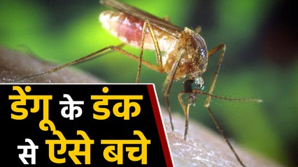 Dengue का mosquito मार रहा है डंक,  जानें क्या है इससे बचने के सही तरीके |वनइंडिया हिंदी