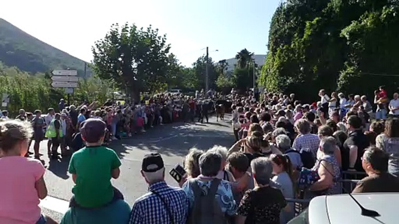 L'arrivée  des chevaux et pottok depuis la Rhune jusqu'à Ascain