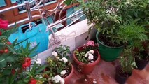 Flower plants and Vegetable, Fruits at terrace