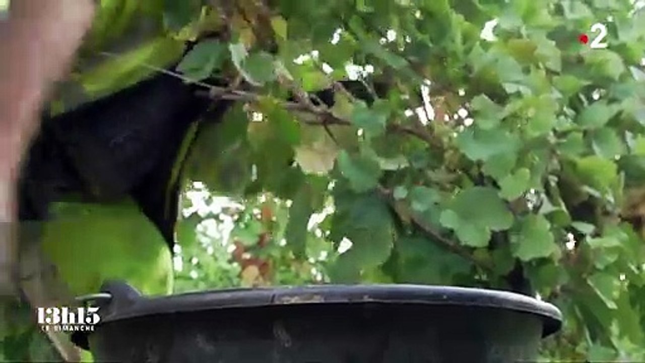 "On peut faire du bio en ayant des productions normales" : un viticulteur dont le fils a réussi la conversion du vignoble