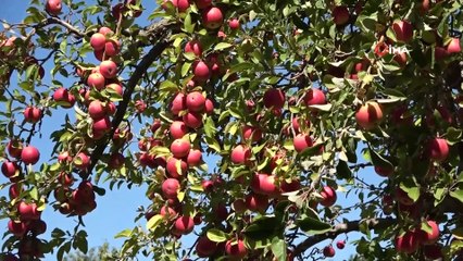 Niğde’de elma hasadı yapılıyor