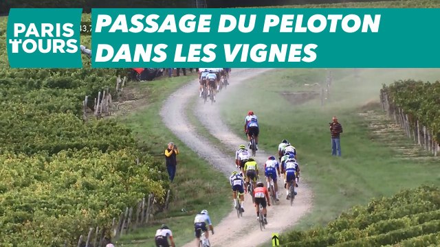 Paris-Tours 2019 - Passage du peloton dans les vignes