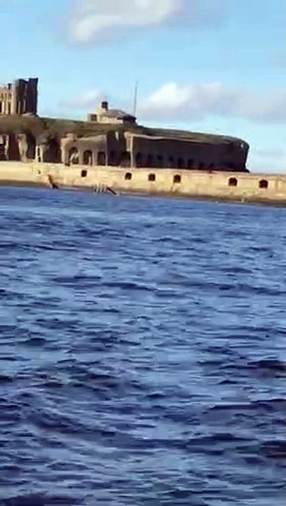 Dolphins at South Shields Pier