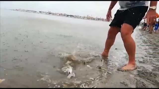 Miles de peces y crustáceos muertos en el Mar Menor