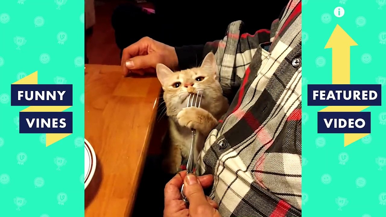 TRY NOT TO LAUGH - Cute PETS & ANIMALS | Funny Videos October 2018