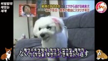 03★[미루] 먹이를 먹지 않는 개