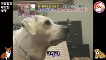 01★[소니아] 검은개에서 하얀개로 변한 개