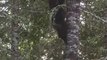Regardez à quelle vitesse cet ours grimpe aux arbres