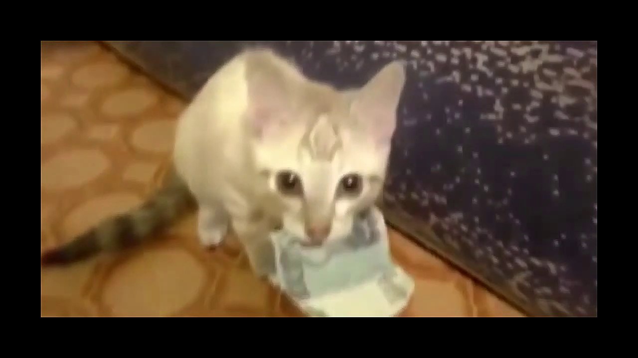 Essaye de pas rire #4 Chat Voleur