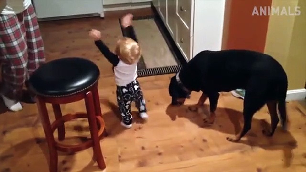 Cute Cats & Dogs - Funny Animals Compilation