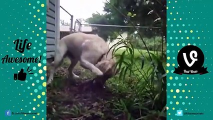 FUNNY ANIMALS COMPILATION - Super Funny ANIMALS Videos! by Life Awesome