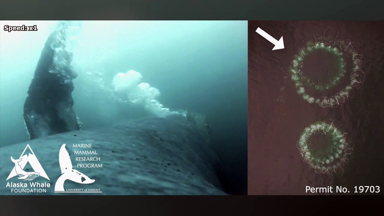 Humpback Whale Bubble-Net Feeding