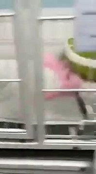 El vídeo viral que muestra cómo tratan los veterinarios a nuestras mascotas