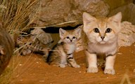 Así son los gatitos más tiernos e 'invisibles' del mundo, que viven en el Sáhara