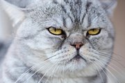 Este gato lucha contra el hielo para intentar apresar a un pez atrapado en un estanque congelado