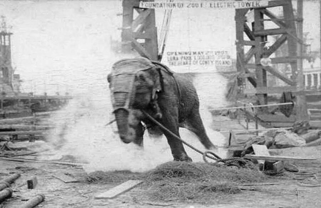 'Electrocuting an elephant': la atroz muerte de Topsy