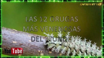 Las 12 Orugas más Venenosas del Mundo