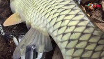 Grass carp fishing - hydroelectric lake  | strong fish