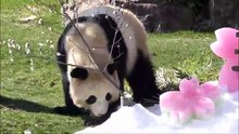 【うしろーッｗ！】桃浜と遊びたくてしょうがない桜浜【ふたごパンダ