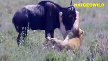 REAL# lion attacks fight kills with animals