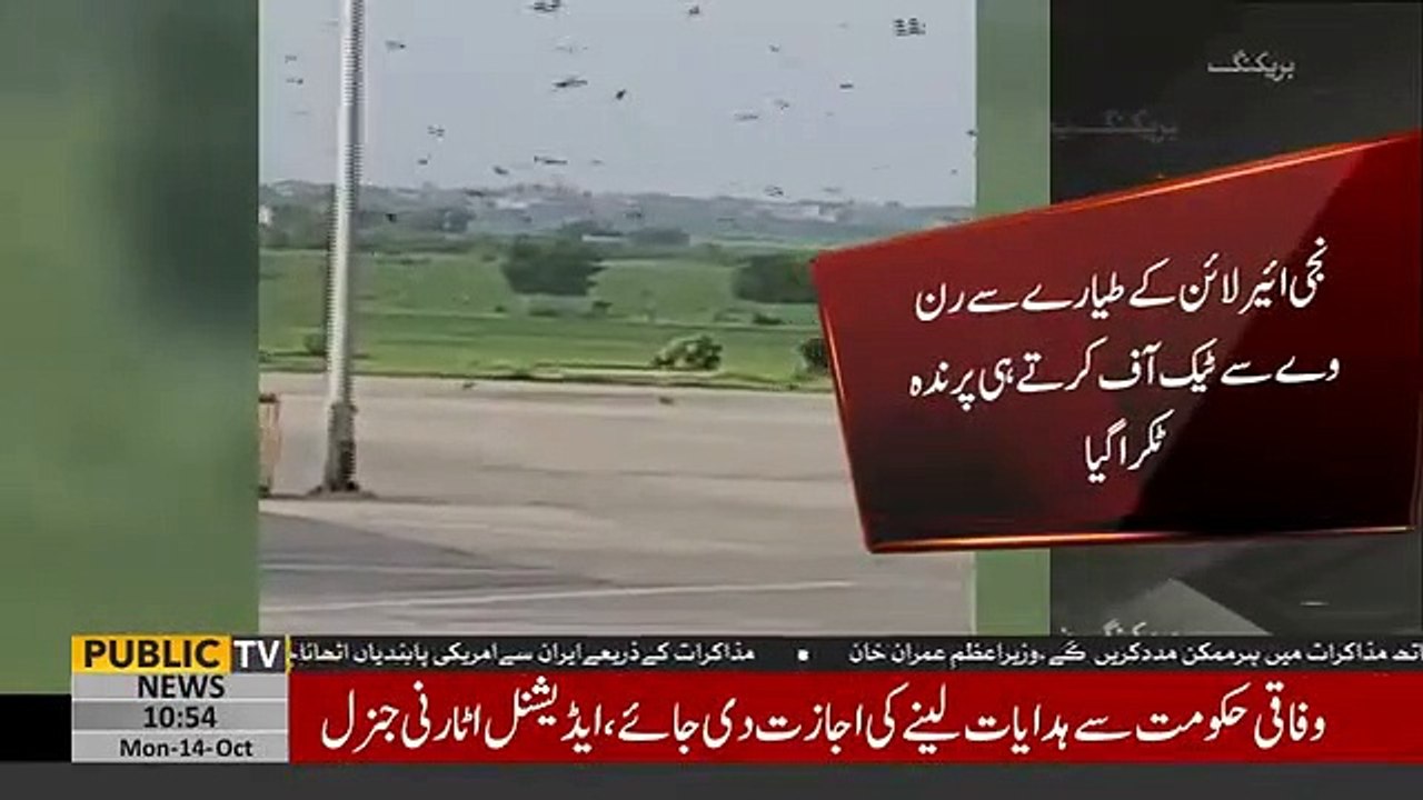 PIA pilot safely emergency lands plane after bird collid