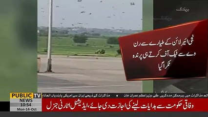 PIA pilot safely emergency lands plane after bird collid