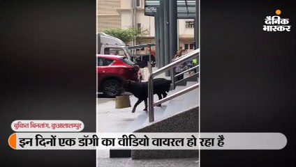 इस कुत्ते की वफादारी को लोग कर रहे हैं सलाम