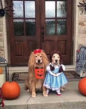 Ces chiens sont prêts pour Halloween... C'est la folie !
